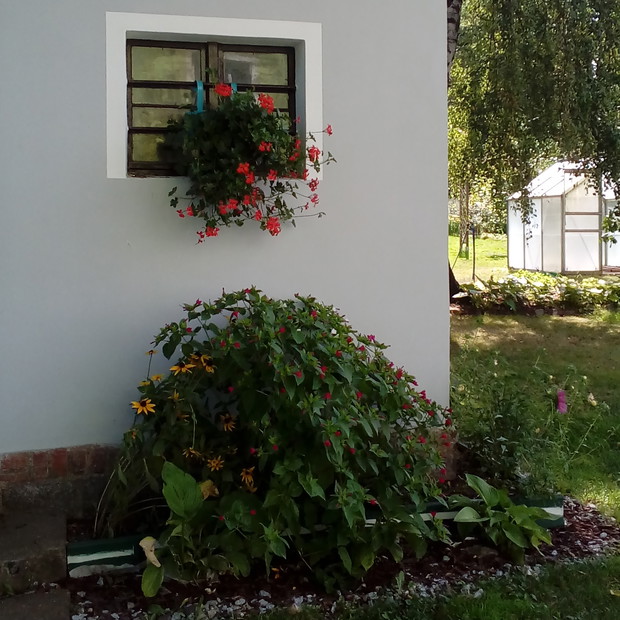 Pięknie pachnący dziwaczek