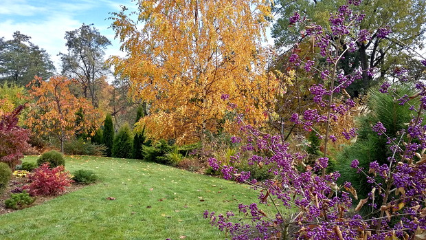 Pięknotki „Profusion” corocznie obsypują się mnóstwem ametystowych koralików.