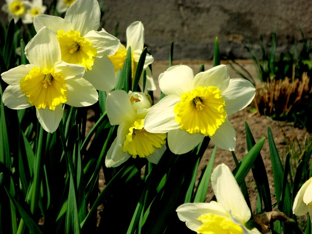 Piękny ogród wiosenny z  narcyzami.