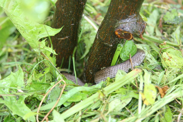 Pigwa nowym punktem widokowym gniewosza plamistego   
