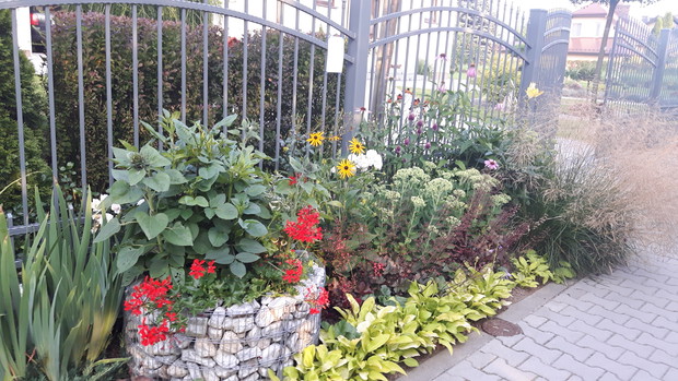 Po drugiej stronie bramy wjazdowej, także przed domem -drugi gabion z wsadzonymi roślinami jednorocznymi: dalią, pelargonią i pstrokatą komarzycą. Od prawej strony gabionu począwszy od ogrodzenia: rudbekia błyskotliwa, piwonia, jarzmianka, trawy, rozchodn