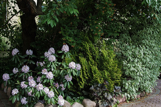 Pod starą czereśnią