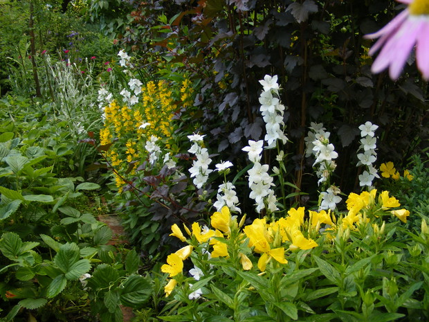 Połączenie krzewu pęcherznicy z bylinami