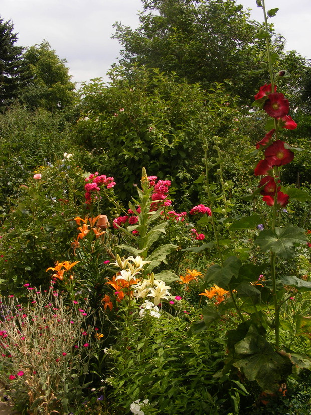 Połączenie letnich kwiatów.