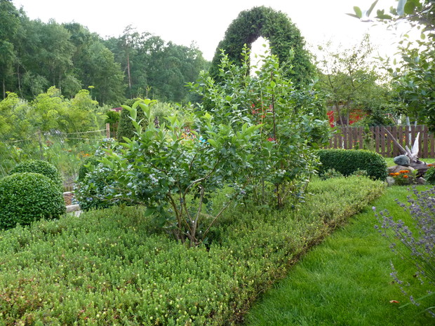 Poletko z borówkami i żurawiną.