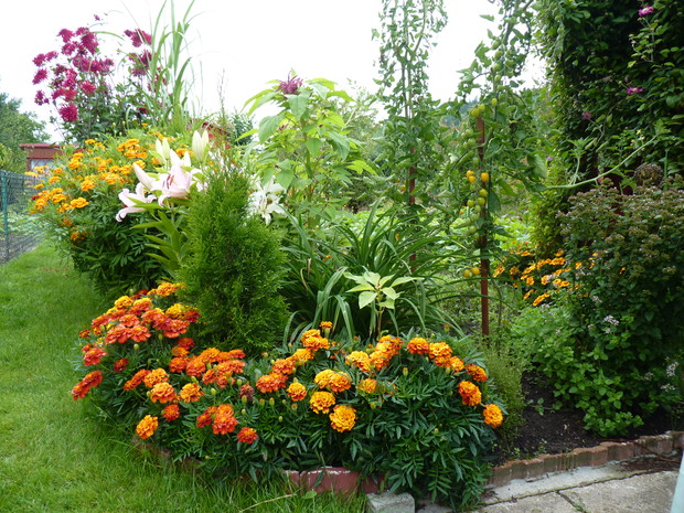 Pomidorki koktailowe w wiejskiej rabacie.