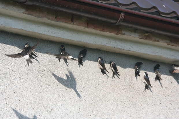 Poranna kłótnia jaskółek 