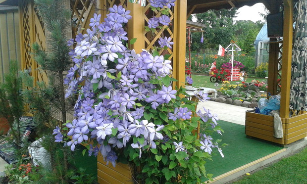 Powojnik opanowujący altankę i cieszący oko.