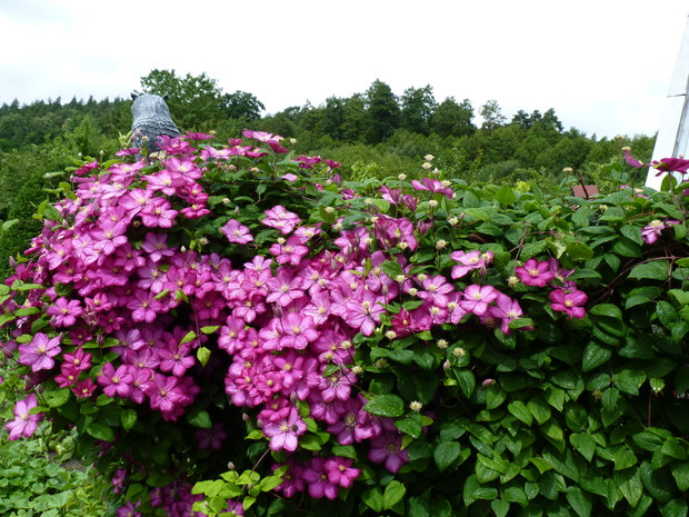 Powojnik Ville de Lyon