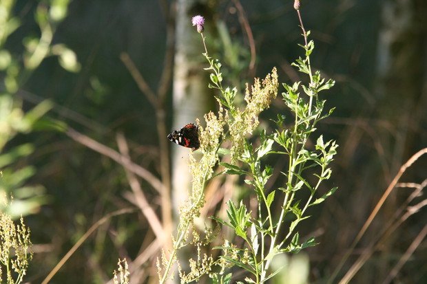 Pozostawione dziko rosnące kwiaty przyciągają motyle 