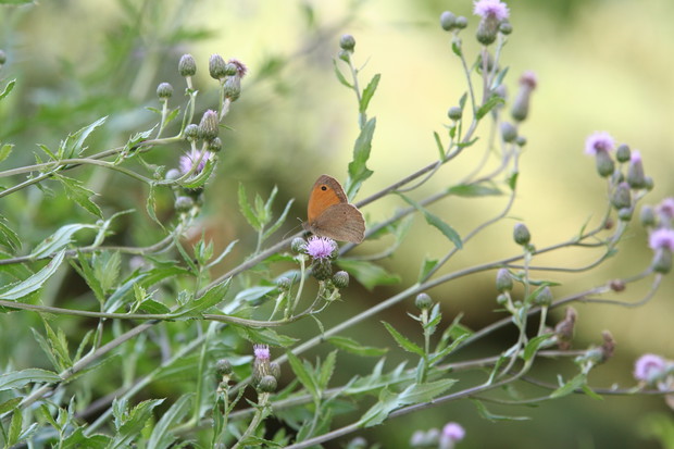 Pozostawione dziko rosnące kwiaty przyciągają motyle 