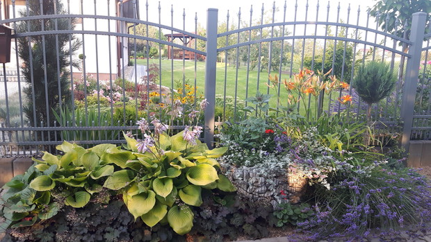 Przed domem zagospodarowałam także część chodnika pod uprawę roślin. W metalowych gabionach wypełnionych szarym kamieniem wsadziłam rośliny jednoroczne: dalie, pelargonie, kocanki. Po lewej stronie żółte hosty podsadzone z przodu czerwonymi żurawkami i z 