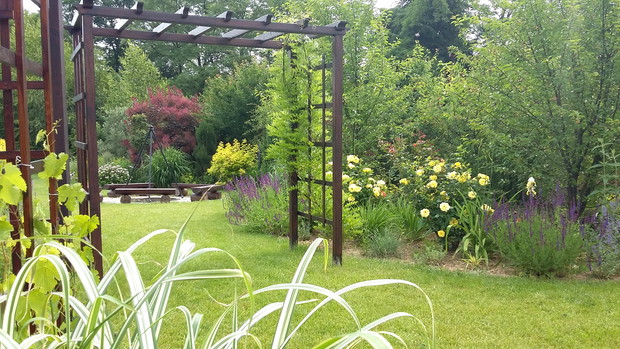 Przy bramce kwitną obficie róże parkowe „Lucia”.