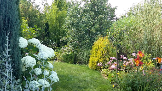 Przy ścieżce za domem hortensja drzewiasta „Annabelle”.