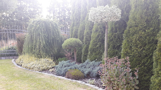 Przy wjeździe do garażu wsadziłam modrzew w formie piennej o płożących pędach, dwa niebieskie jałowce "Blue Star", szczepioną formę kosodrzewiny, wrzosy, pstrokate, złociste trzmieliny i jedną szczepioną w formie drzewka biało- zieloną oraz ukochany rozch