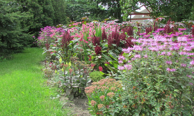 Pysznogłówka - piękna bylina, która kwitnie od czerwca do września