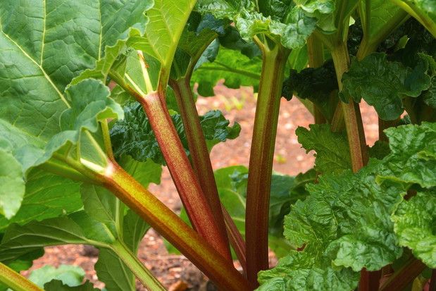 Rabarbar (zdj.: Fotolia.com)