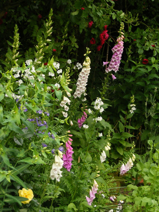 Rabata w cieniu pod okazałą różą.