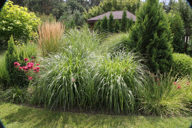 Rabata wyspowa z trawami - lubimy słuchać szumu traw na wietrze i patrzeć jak pięknie się poruszają.