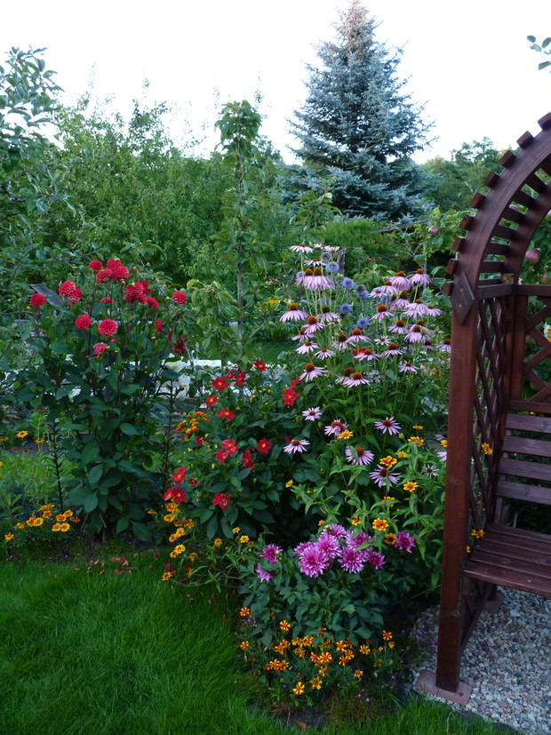 Rabata z jeżówką i daliami.