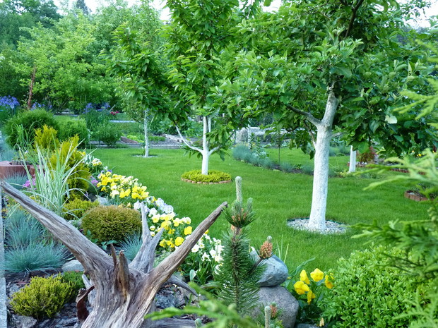 Rabata z trawami i wrzosami w towarzystwie bratków.