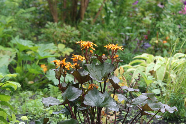 Raj dla języczek i rodgersji  