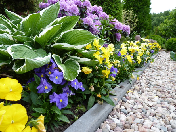 Rododendron wielkokwiatowy Catawbiense Grandiflorum w towarzystwie funkii  i bratków.