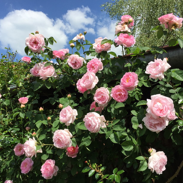 Róże - doskonałość i piękno w każdym calu.