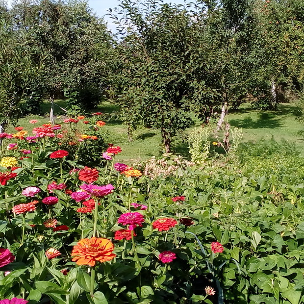 Różnobarwne cynie w jabłoniowym sadzie w sąsiedztwie warzywniaka