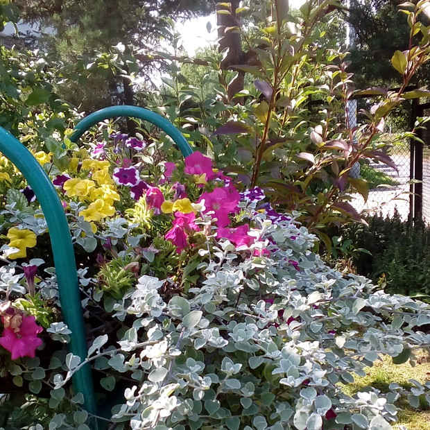 Różnobarwne petunie i pnącza pod drzewami