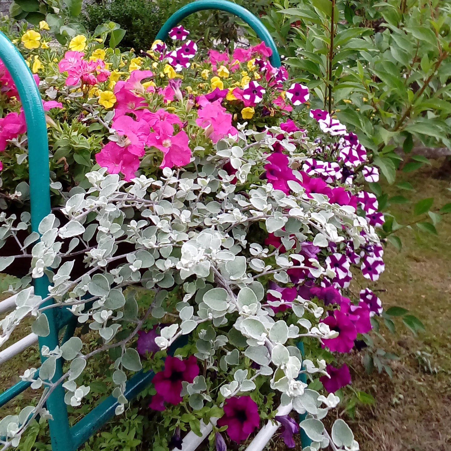 Różnobarwne petunie, w jabłoniowym sadzie