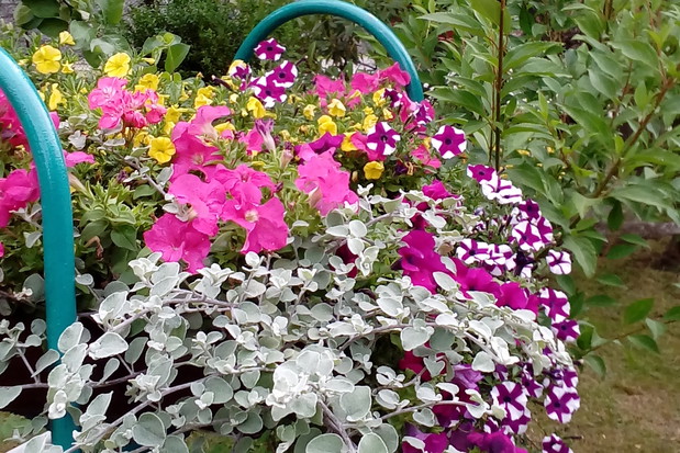 Różnobarwne petunie, w jabłoniowym sadzie