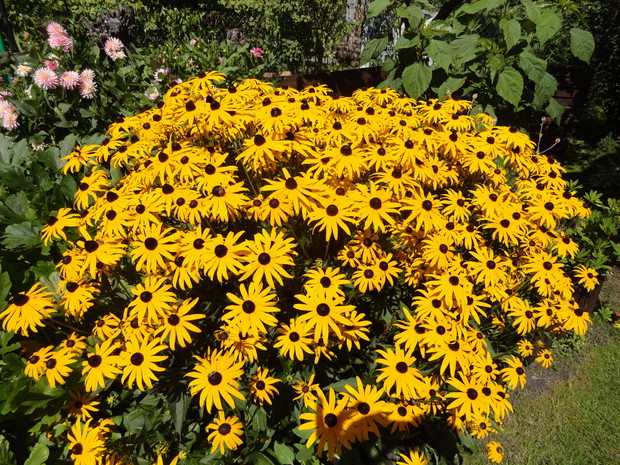 Rudbekie - słońce w ogrodzie