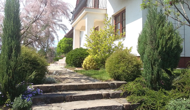 Schody ogrodowe ocienia rozłożysty tamaryszek.