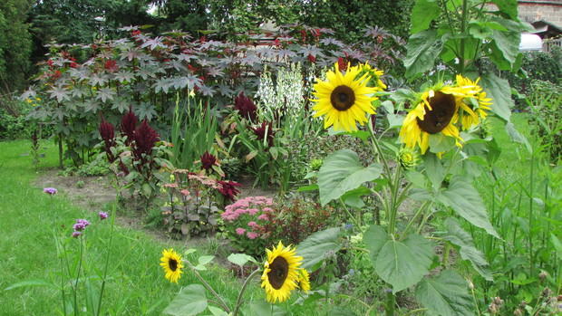 Słoneczniki i rączniki - bardzo dekoracyjne rośliny jednoroczne