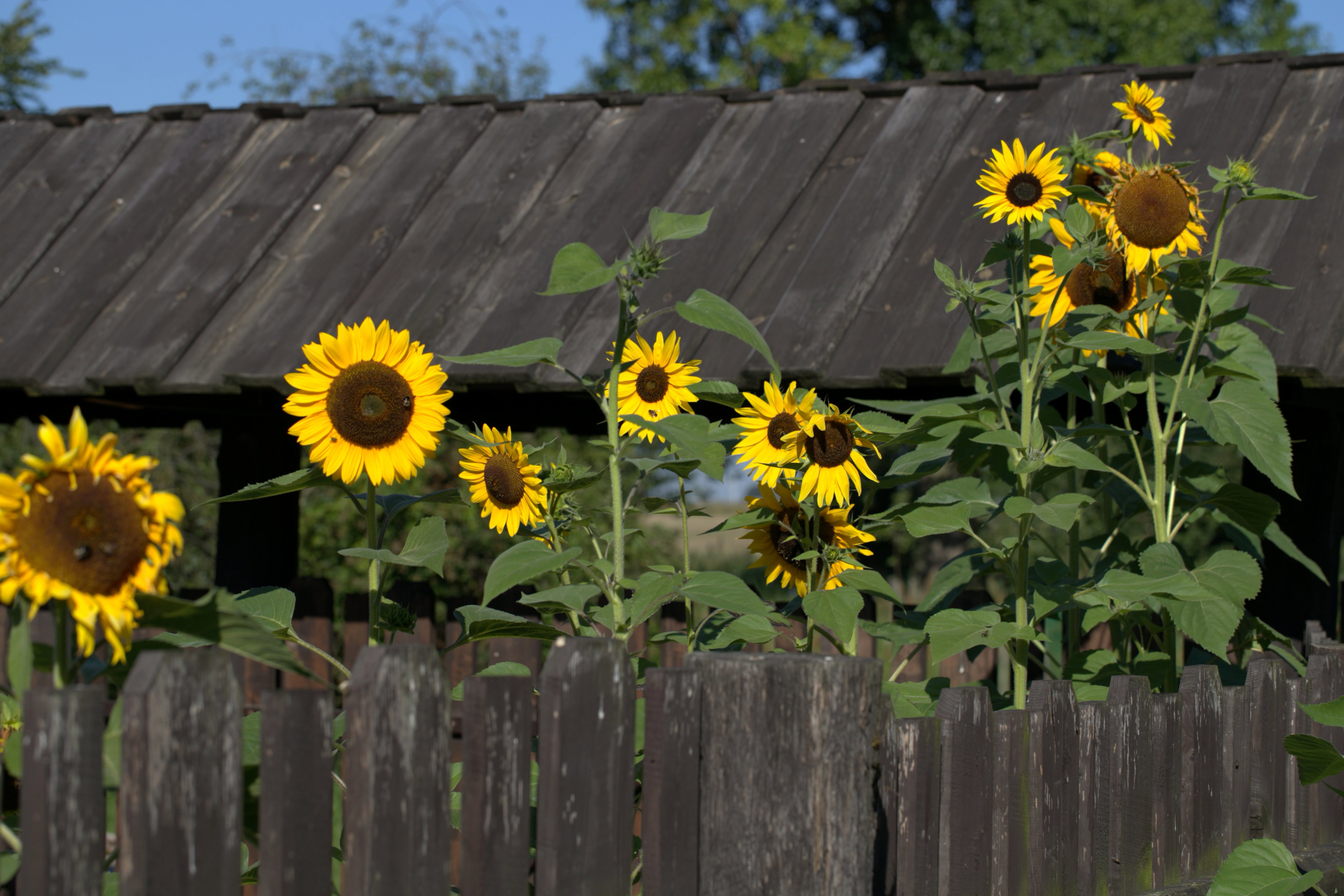 Słoneczniki witają już przy furtce