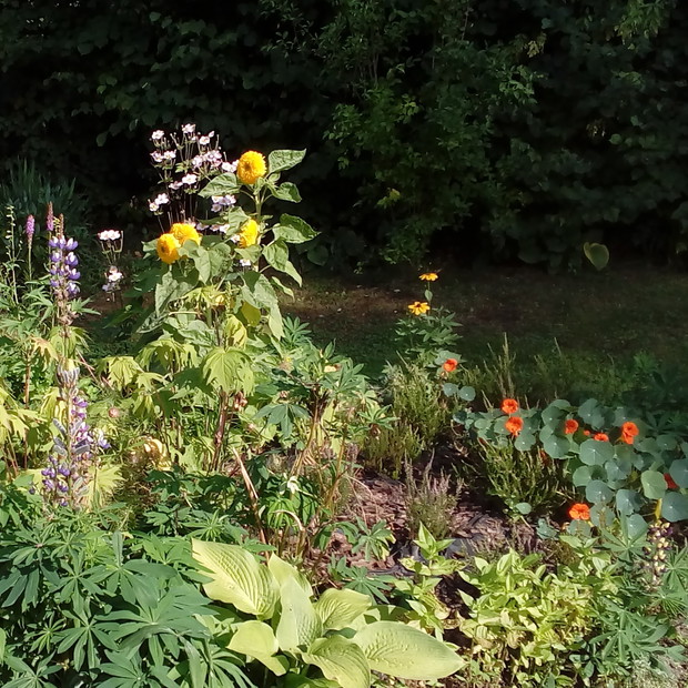 Słonecznikowe wrzosowisko