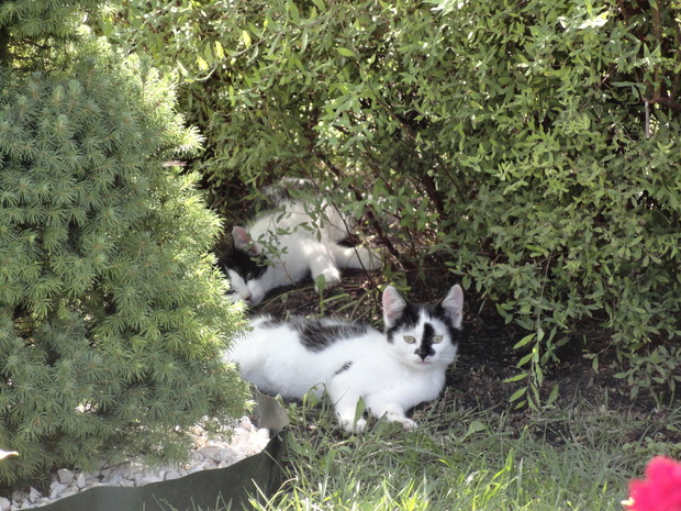 Stali bywalcy ogródka...