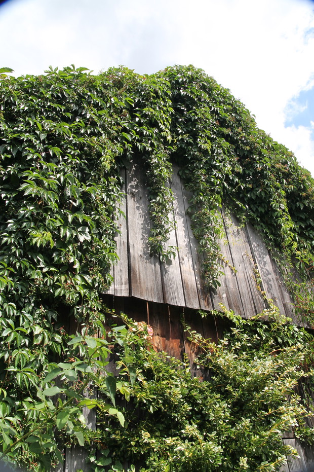 Stara stodoła jest domem dla pnączy - winorośli, bluszczu i wisterii.