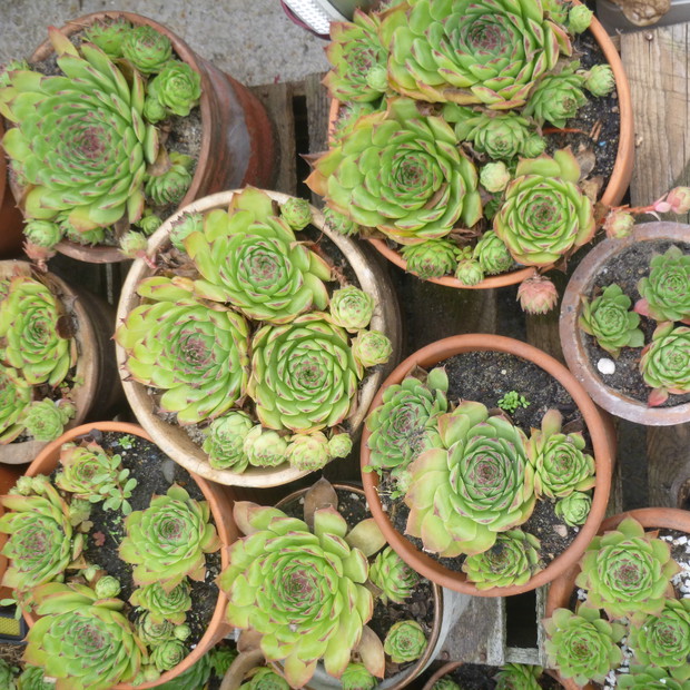 Szkółka sukulentowa