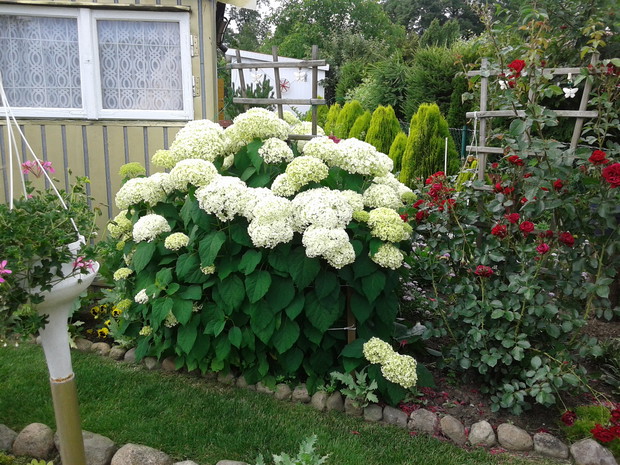 Ta pannica przeszła w tym roku samą siebie.