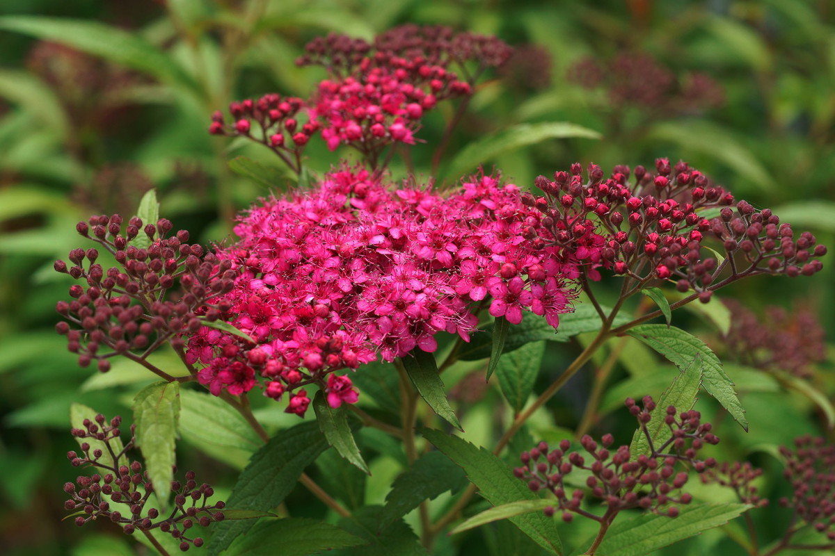 Tawuła japońsa Spiraea japonica (zdj.: Fotolia.com)