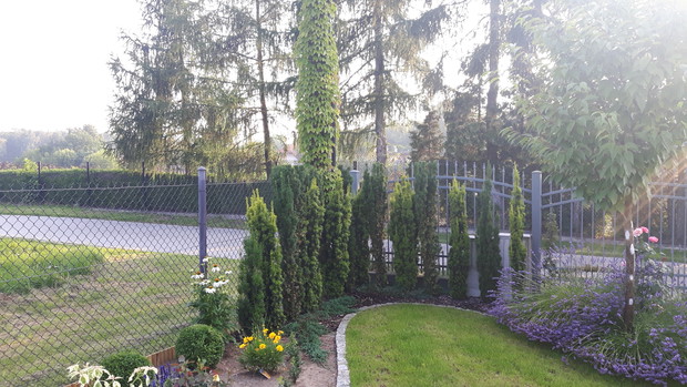 Teren działki zagospodarowany w tym roku. Cisy kolumnowe "Wojtek" i David", kuliste bukszpany. jeżówka, jeszcze maleńki dereń pagodowy "Variegata" i ledwo widoczny żywopłocik z dopiero co ukorzenionych bukszpanów "Suffruticosa".