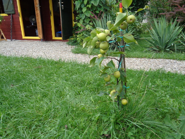 Też grusza azjatycka :)