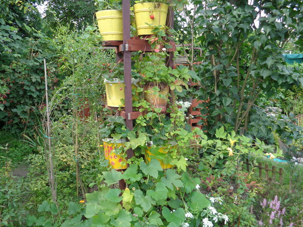 Truskawki zwisające.