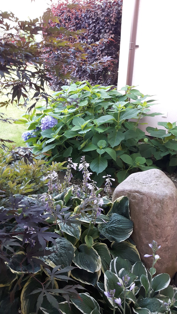  Tył klonu- głaz wykopany z ziemi obsadzony funkiami, azalią i hortensją.