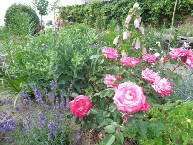 W tym zakątku kwiaty kwitną do pierwszych przymrozków. 