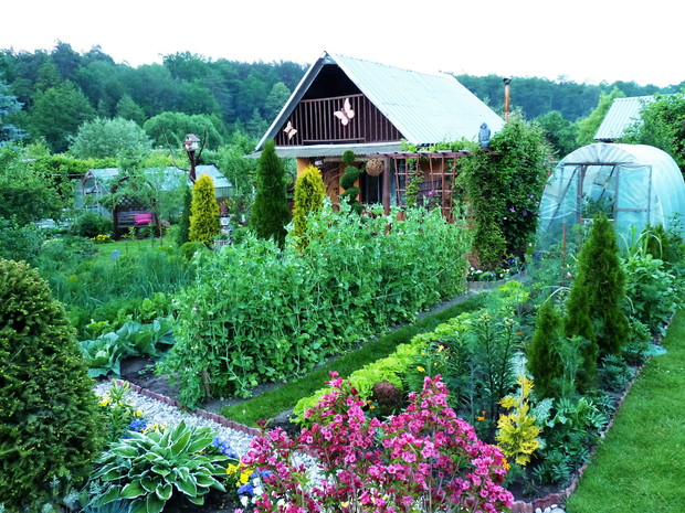 Warzywnik na tle altany.