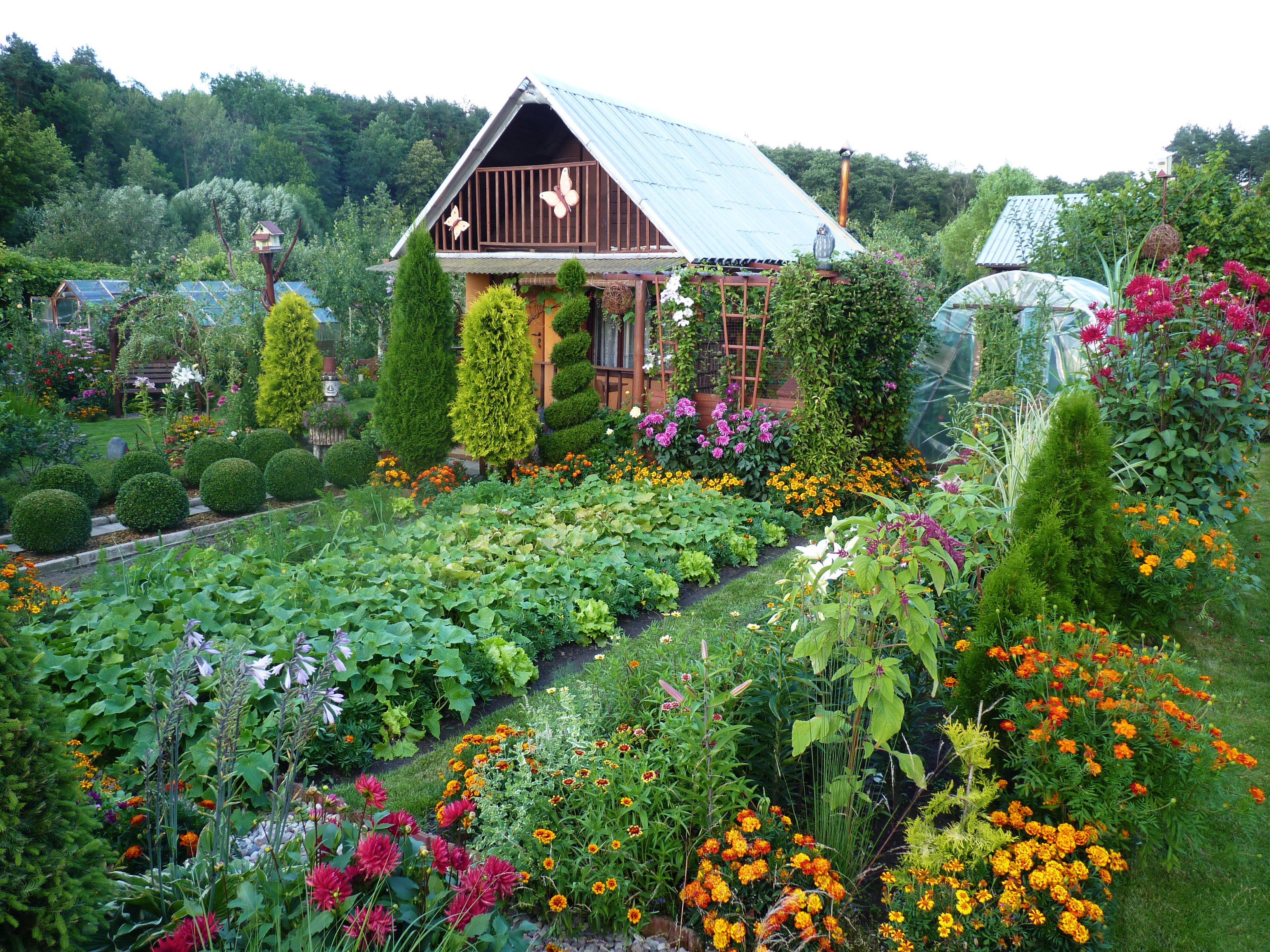 Warzywnik obok rabaty zwane wiejską, w tle altana.