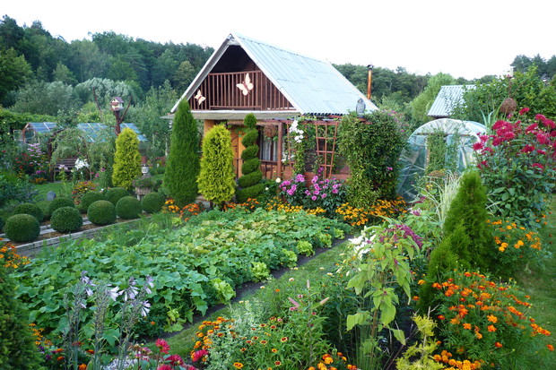 Warzywnik obok rabaty zwane wiejską, w tle altana.